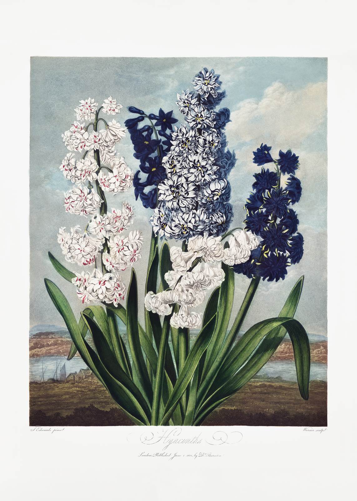 Affiche - Art Botanique Jacinthe