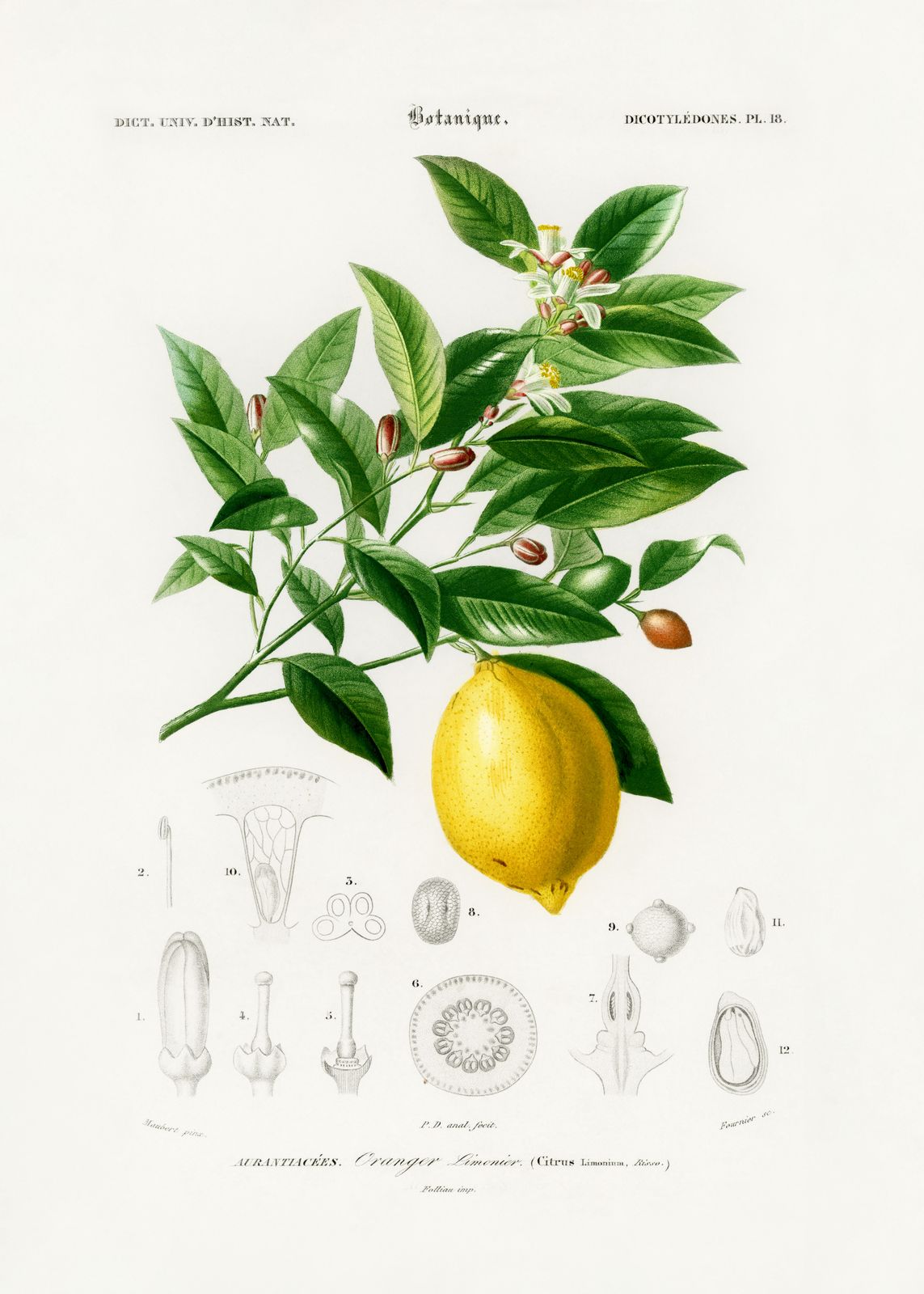 Poster - Illustration Botanique Citron