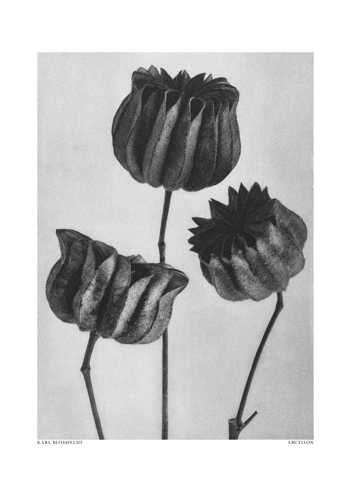 Poster - Abutilon de Karl Blossfeldt