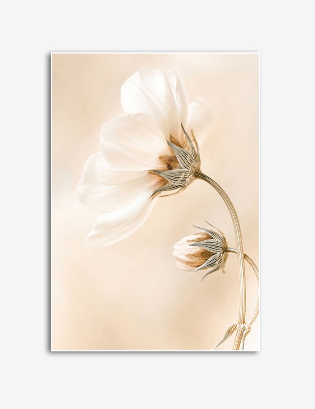 Affiche Élégante Fleur Blanche