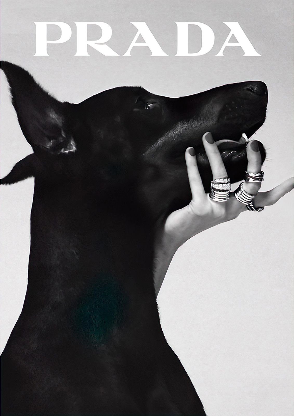 Affiche Murale Prada Chien