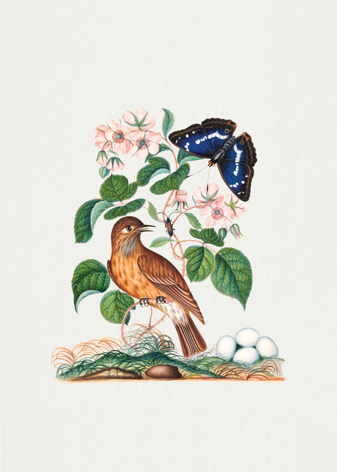Affiche - Oiseau et Papillon