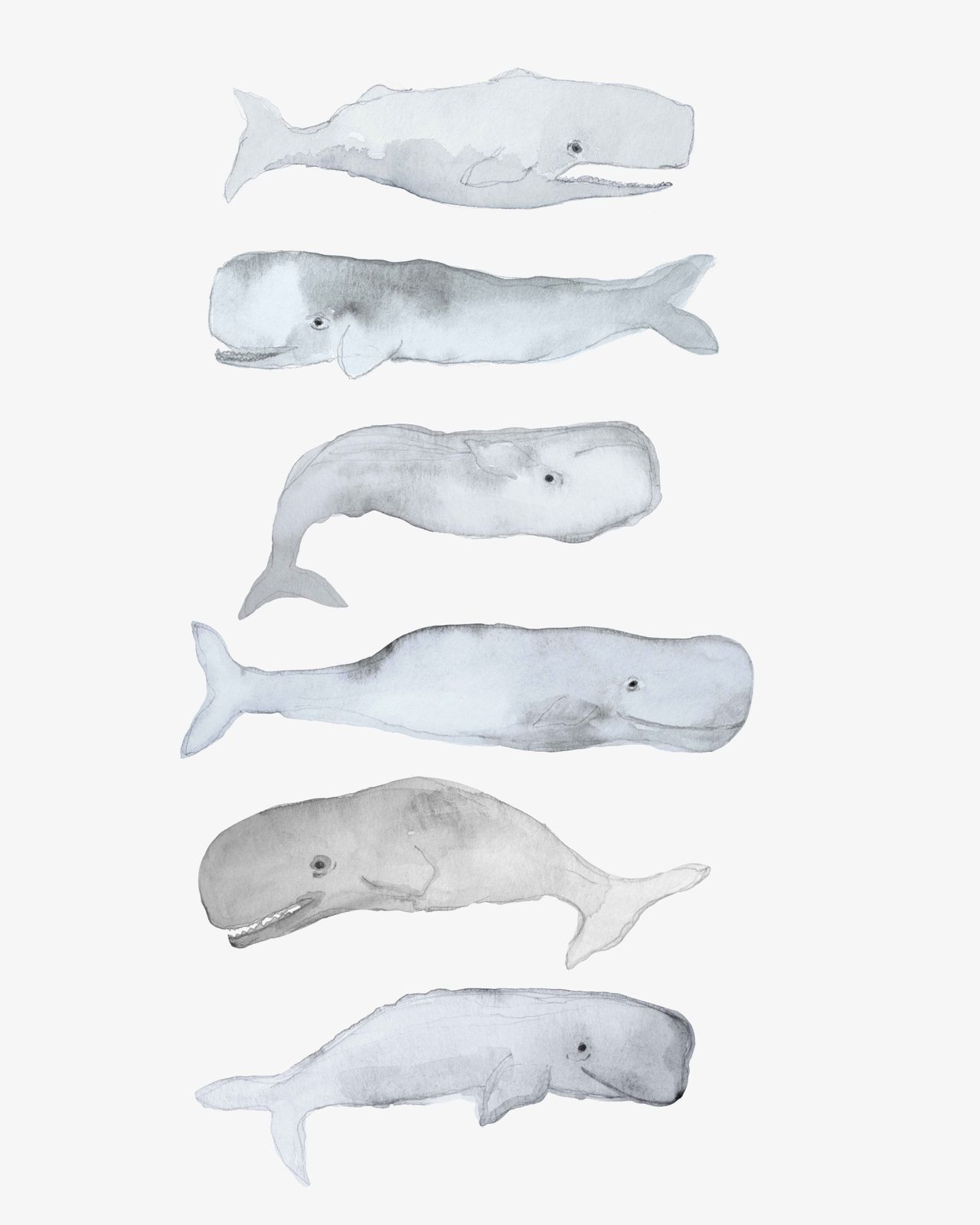 Affiche - Illustrations de baleines